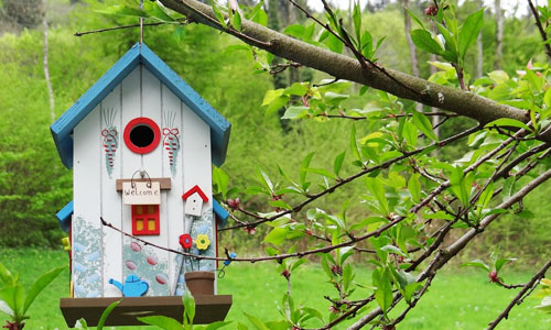 How to create a good atmosphere at home? Birds Home – 5 ways to attract birds to stay in a house garden