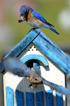 birdhouses