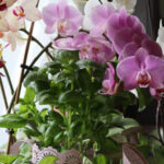 houseplant