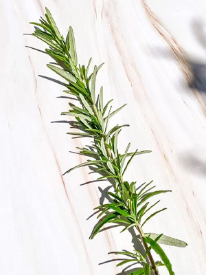 Rosemary