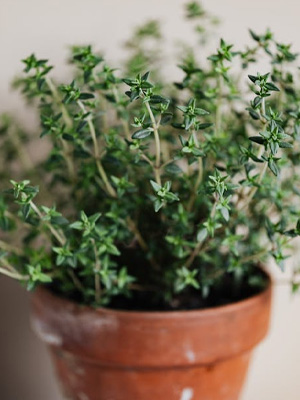 Thyme